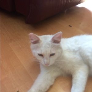 Meet your Posher, Cheris